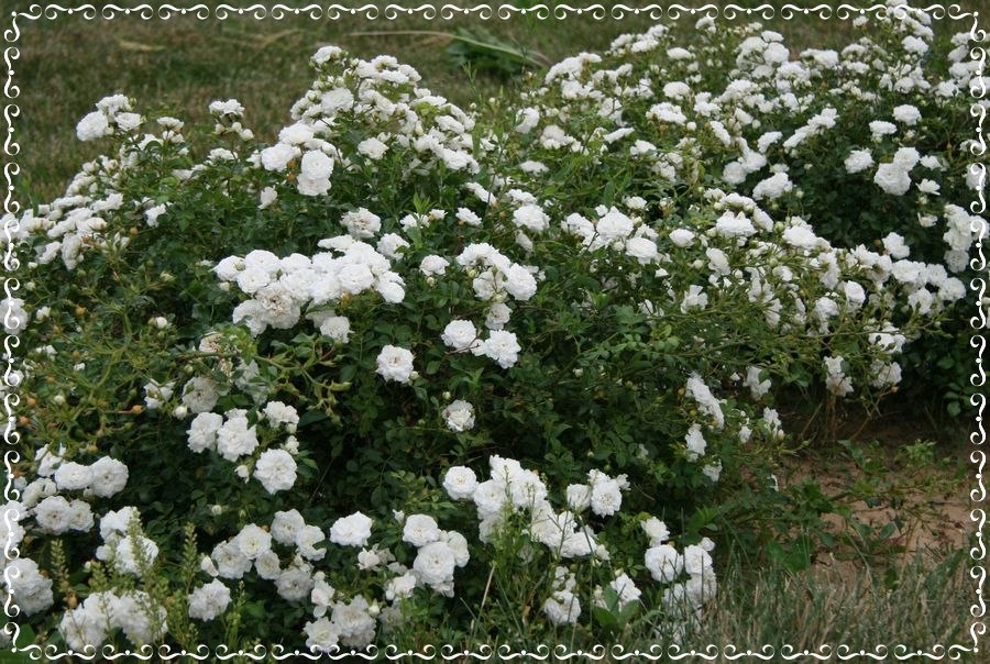 Ivory Drift róża okrywowa